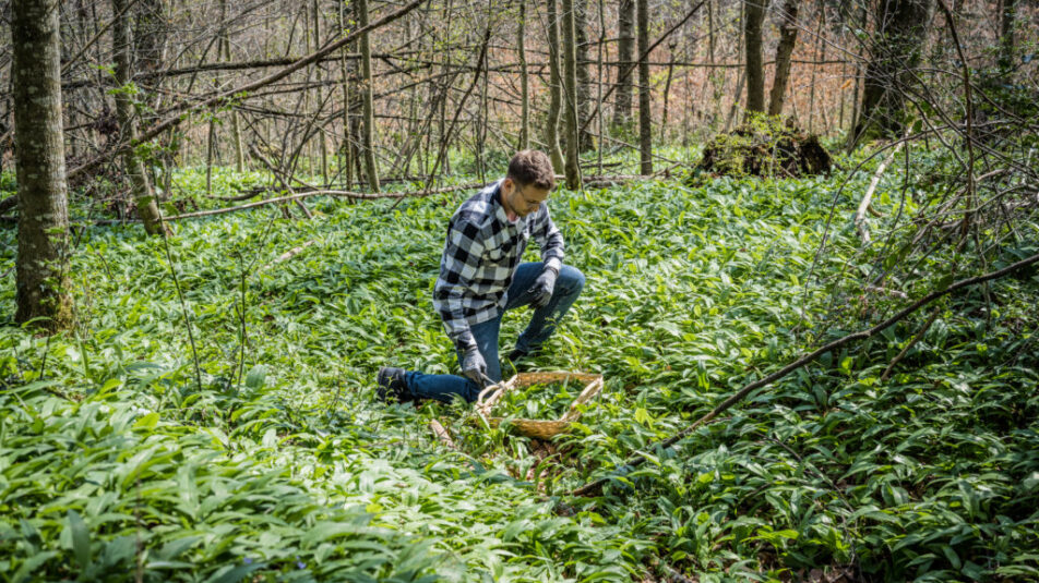 Person kniet in einem Waldstück und sammelt frischen Bärlauch mit den Händen