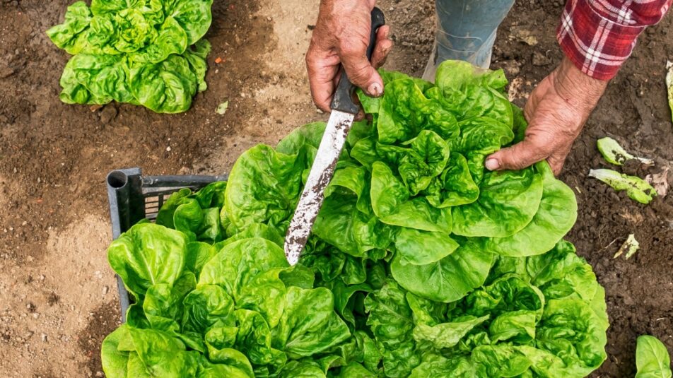 Person erntet einen frischen Salatkopf auf einem Gemüseacker unter freiem Himmel