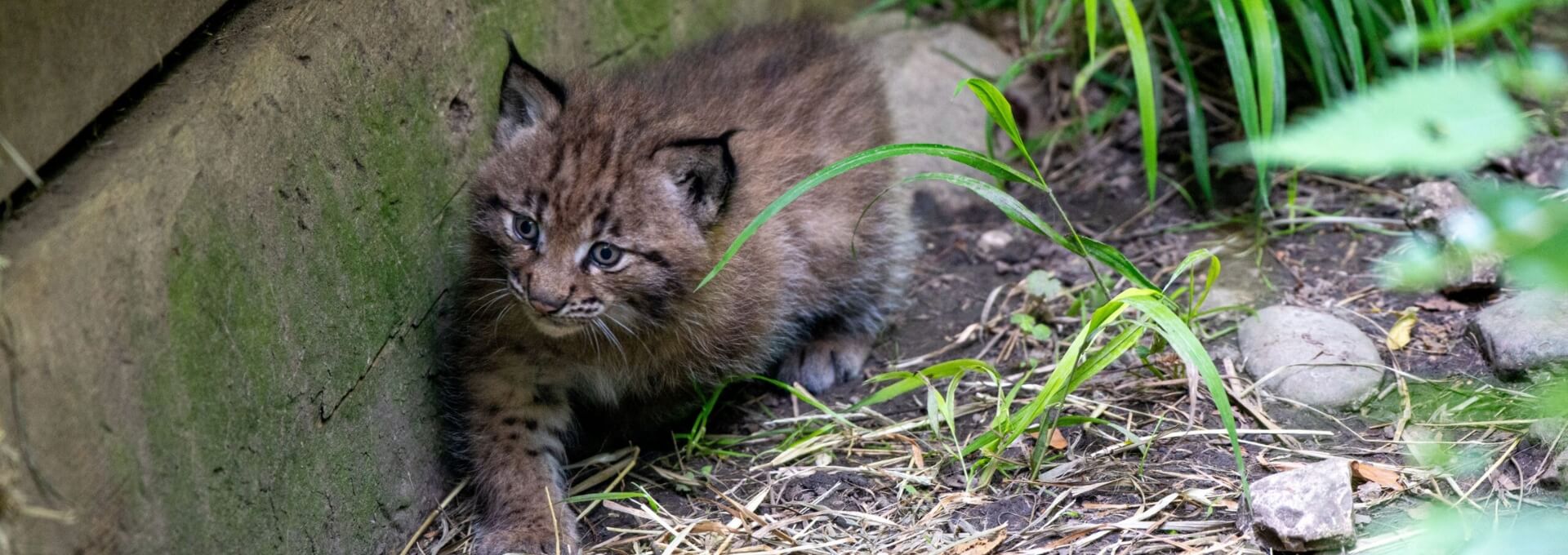 Ein junger Luchs schleicht aufmerksam durch sein Gehege im Natur- und Tierpark Goldau, umgeben von Gras und Steinen.